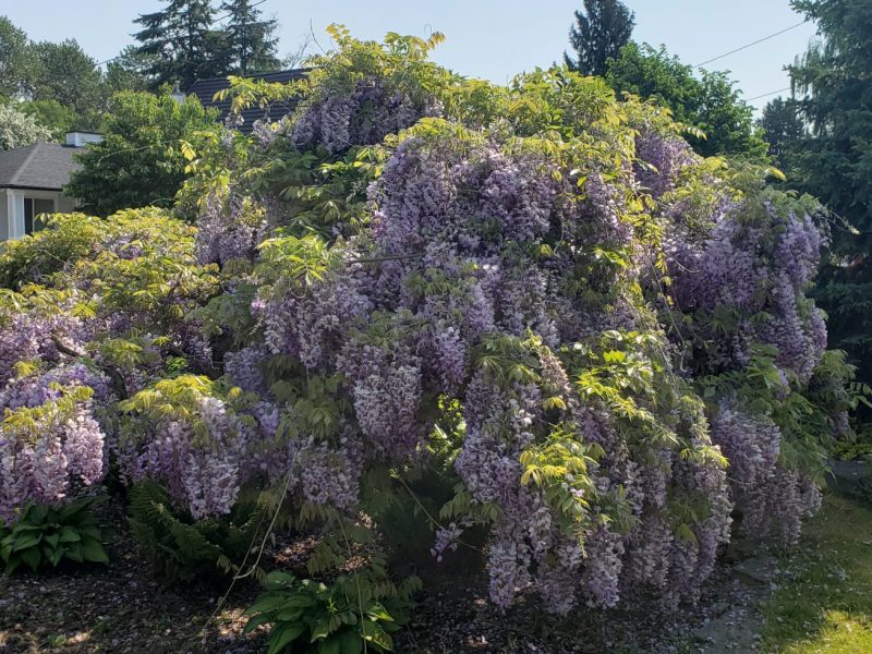 Huckleberry Landscape Design