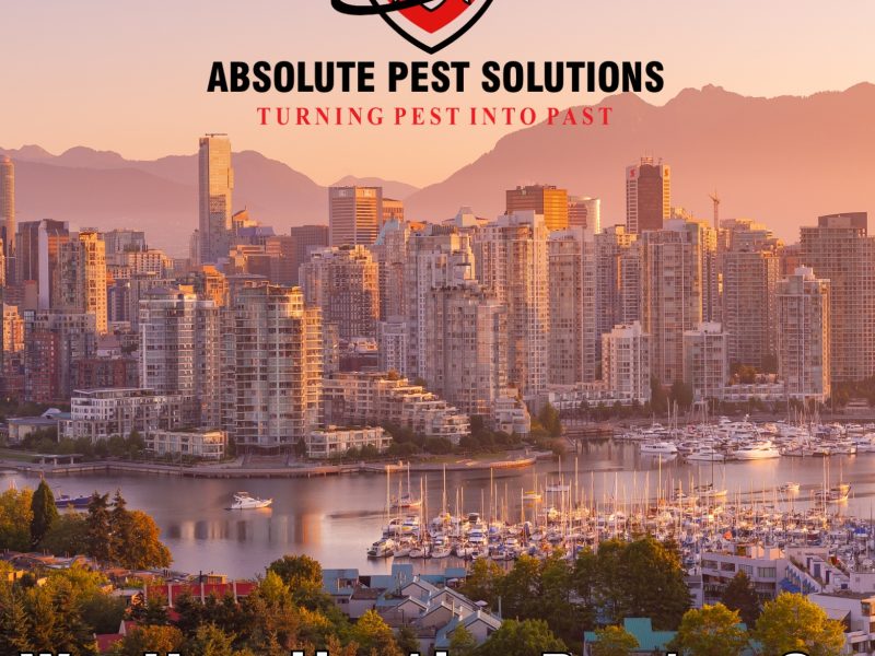 Absolute Pest Solutions