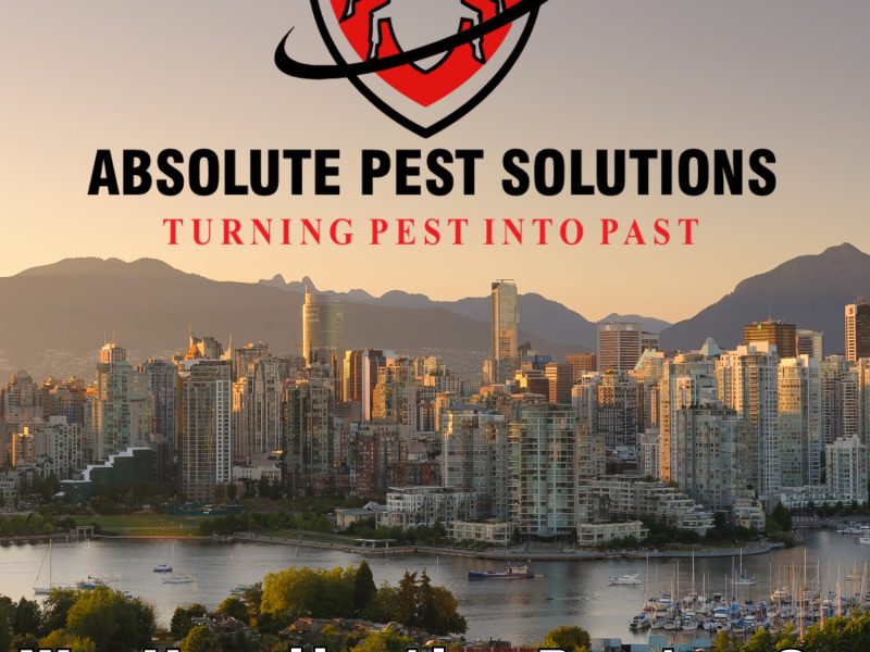 Absolute Pest Solutions