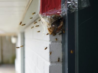 Fraser Valley pest control