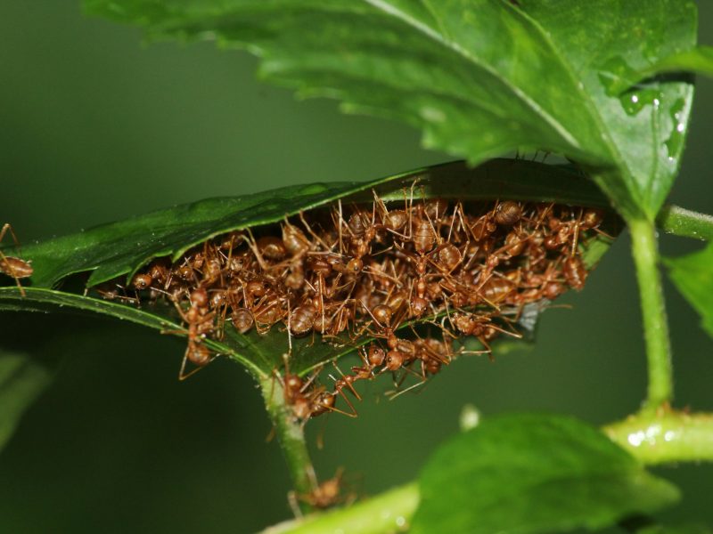 pest control in Fraser Valley