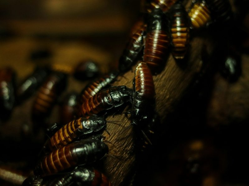 best residential pest control company