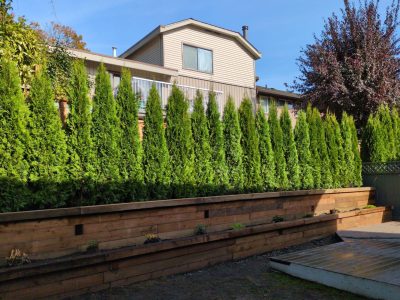 landscape design