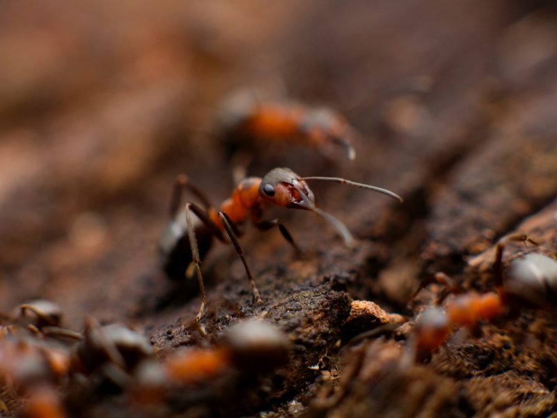 best residential pest control company