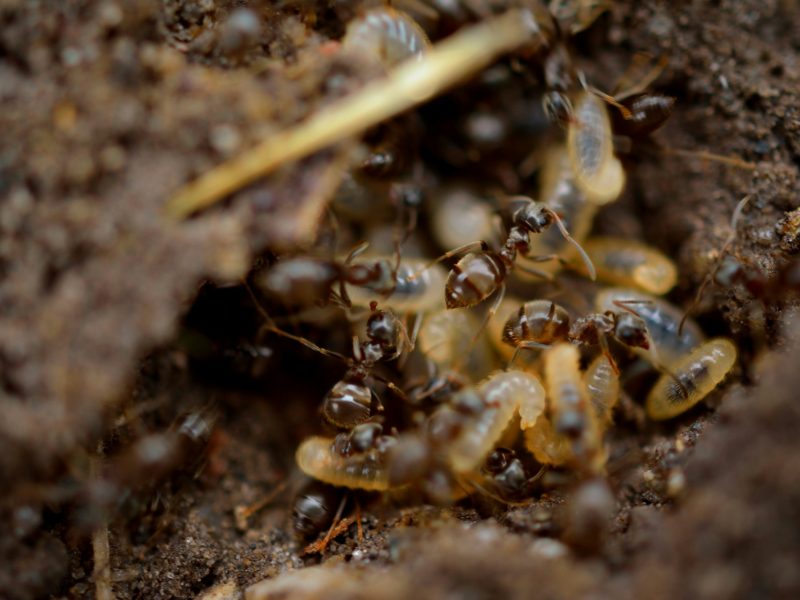 residential pest control in Langley