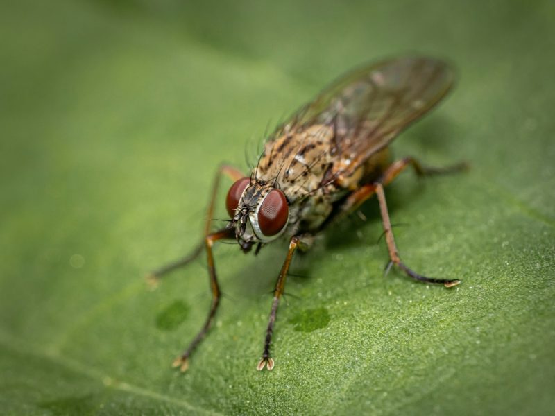 how to prepare your home for pest control