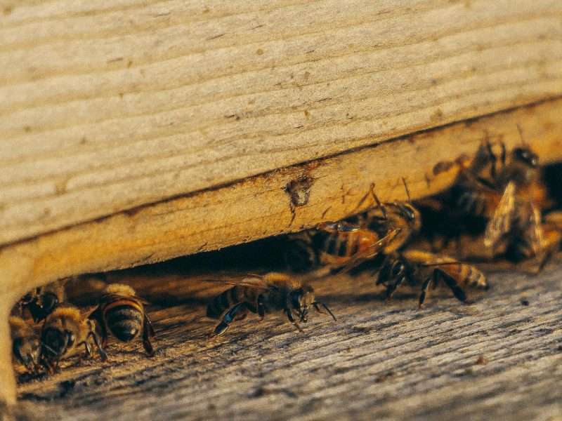 common household pests