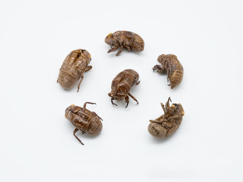 common pests in BC