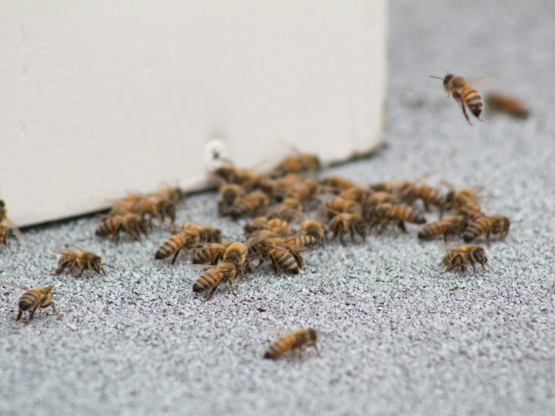 professional pest inspection