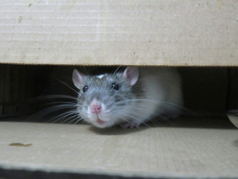 eco-safe pest control options