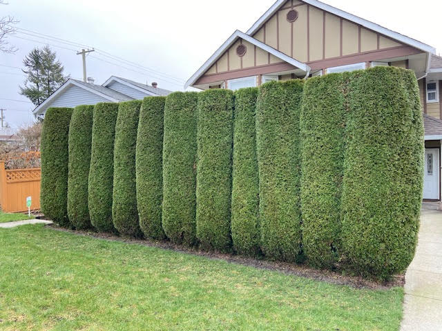 Pilkington Lawn & Landscape