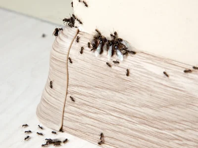 ant control BC