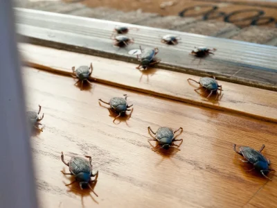 pest control after renovations BC