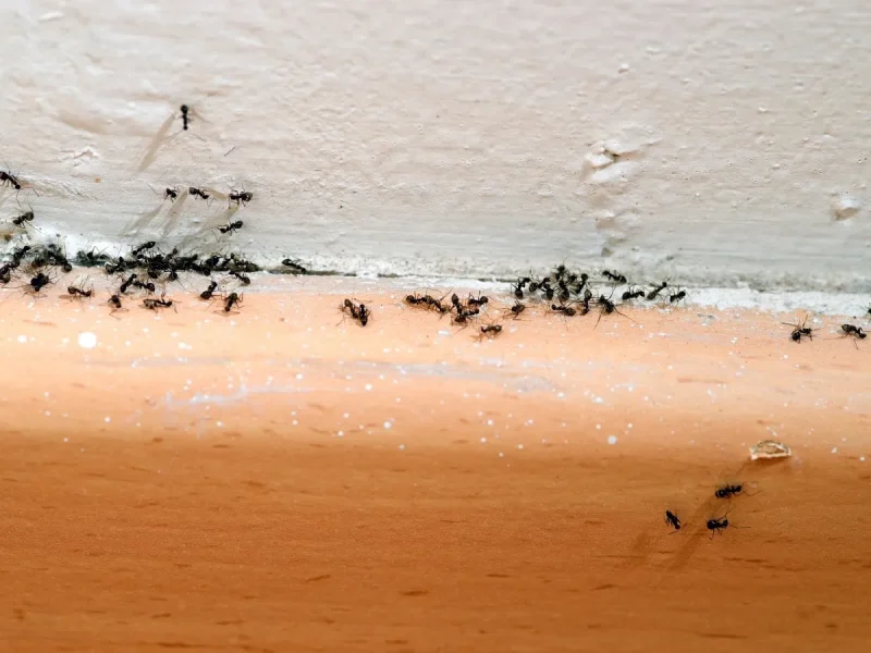 post-treatment pest prevention BC