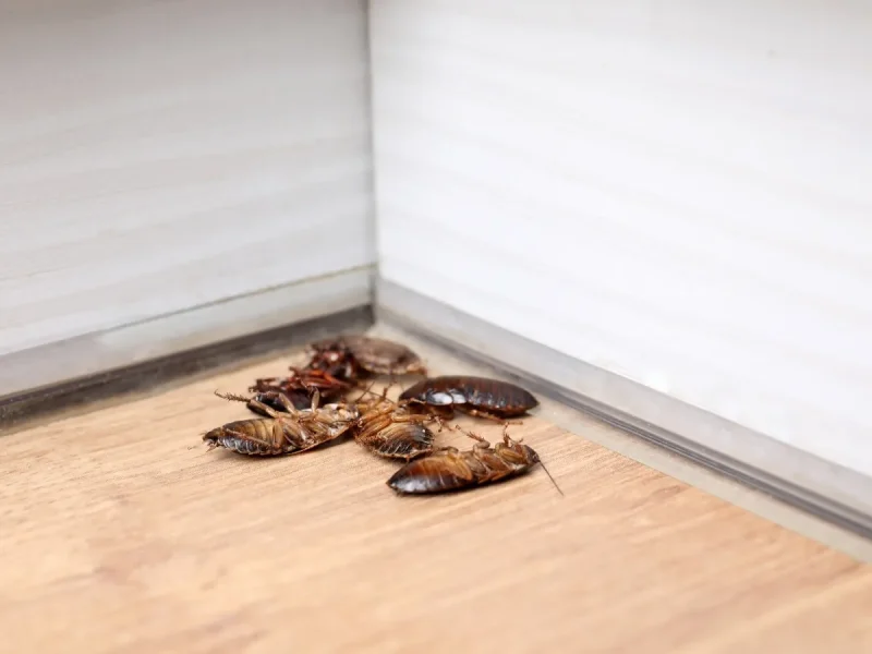 rental property pest control BC