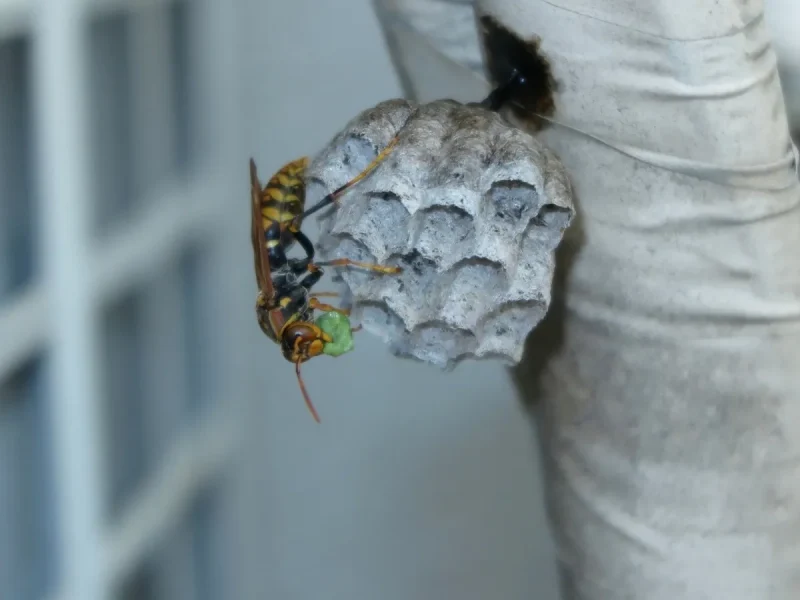 wasp removal BC